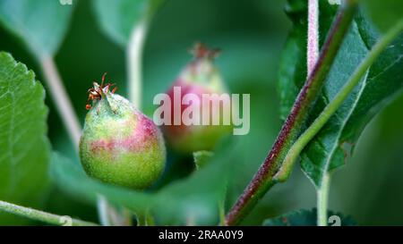 Kleine junge Äpfel, die auf einem Baum in Obstgärten wachsen Stockfoto