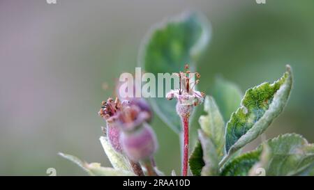 Kleine junge Äpfel, die auf einem Baum in Obstgärten wachsen Stockfoto