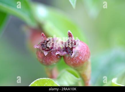 Kleine junge Äpfel, die auf einem Baum in Obstgärten wachsen Stockfoto