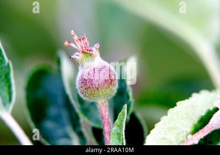 Kleine junge Äpfel, die auf einem Baum in Obstgärten wachsen Stockfoto