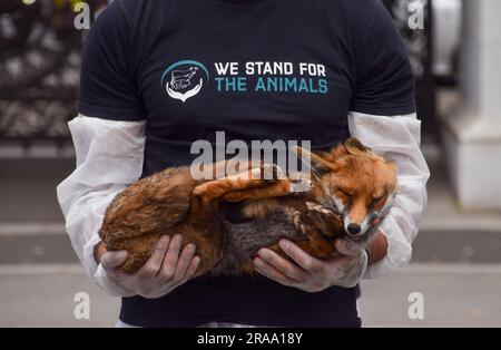 London, England, Großbritannien. 2. Juli 2023. Ein Aktivist hält einen toten Fuchs. Tierschützer der Gruppe Wir stehen für die Tiere, die am Marble Arch ein Denkmal für Milliarden von Tieren veranstaltet haben, die von Menschen für Nahrung, Kleidung, Unterhaltung und andere menschliche Aktivitäten ausgebeutet, missbraucht und getötet wurden. Die Aktivisten hielten Bilder von verschiedenen Arten sowie von Körpern von echten Tieren, die an natürlichen Ursachen, im Gedenken an Tiere weltweit und aus Protest gegen Speziesismus starben. (Kreditbild: © Vuk Valcic/ZUMA Press Wire) NUR REDAKTIONELLE VERWENDUNG! Nicht für den kommerziellen GEBRAUCH! Stockfoto