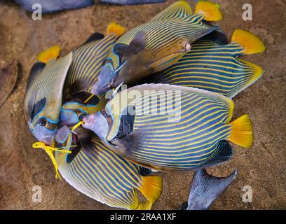 Blue Tang, Fisch von Palmenchirurgen (Paracanthurus hepatus), der auf dem Stadtmarkt in Victoria verkauft wird Stockfoto