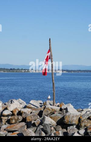 Seagull auf Felsen neben der kanadischen Flagge am White Rock Pier in White Rock, British Columbia, Kanada Stockfoto