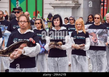 London, England, Großbritannien. 2. Juli 2023. Ein Aktivist hält einen toten Fuchs. Tierschützer der Gruppe Wir stehen für die Tiere, die am Marble Arch ein Denkmal für Milliarden von Tieren veranstaltet haben, die von Menschen für Nahrung, Kleidung, Unterhaltung und andere menschliche Aktivitäten ausgebeutet, missbraucht und getötet wurden. Die Aktivisten hielten Bilder von verschiedenen Arten sowie von Körpern von echten Tieren, die an natürlichen Ursachen, im Gedenken an Tiere weltweit und aus Protest gegen Speziesismus starben. (Kreditbild: © Vuk Valcic/ZUMA Press Wire) NUR REDAKTIONELLE VERWENDUNG! Nicht für den kommerziellen GEBRAUCH! Stockfoto