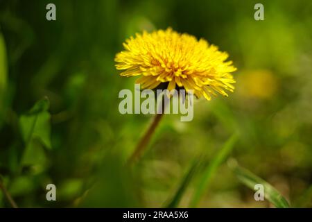 Gelbe Löwenzahnblume auf unscharfem grünen Grashintergrund Stockfoto