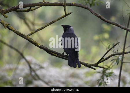 Zentrales Vordergrundbild eines westlichen Jackdaw (Corvus monedula), hoch oben mit dem Rücken zur Kamera und dem Kopf nach links gedreht, im Sommer in Großbritannien aufgenommen Stockfoto