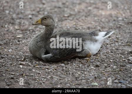 Linkes Profilbild einer Juvenile Greylag Goose (Anser anser), die im Juni auf Schotterboden in einem Park in Staffordshire, England, sitzt Stockfoto