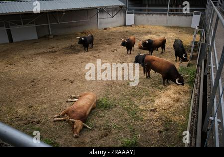 Pamplona, Spanien. 02. Juli 2023. Stiere von der Jose Escolar Gil Ranch ruhen in der Corrales del Gas. Das „Encierro“ ist ein 875 Meter langes Rennen vor sechs wilden Bullen und sechs Haltern, die die Herde den Weg zur Stierkampfarena hinunter führen. Es wird jeden Tag während des San Fermin Festivals in Pamplona gefeiert. Kredit: SOPA Images Limited/Alamy Live News Stockfoto