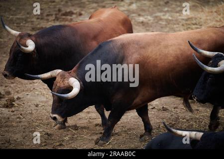 Pamplona, Spanien. 02. Juli 2023. Eine Gruppe Stiere von der La Palmosilla Ranch wandern in Corrales del Gas. Das „Encierro“ ist ein 875 Meter langes Rennen vor sechs wilden Bullen und sechs Haltern, die die Herde den Weg zur Stierkampfarena hinunter führen. Es wird jeden Tag während des San Fermin Festivals in Pamplona gefeiert. Kredit: SOPA Images Limited/Alamy Live News Stockfoto