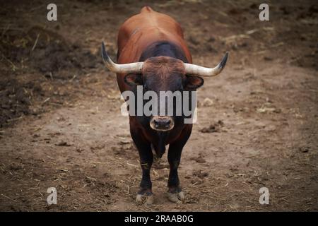 Pamplona, Spanien. 02. Juli 2023. Ein Stier von der La Palmosilla Ranch ruht friedlich in der Corrales del Gas. Das „Encierro“ ist ein 875 Meter langes Rennen vor sechs wilden Bullen und sechs Haltern, die die Herde den Weg zur Stierkampfarena hinunter führen. Es wird jeden Tag während des San Fermin Festivals in Pamplona gefeiert. Kredit: SOPA Images Limited/Alamy Live News Stockfoto