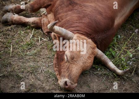 Pamplona, Spanien. 02. Juli 2023. Ein Stier von der La Palmosilla Ranch ruht in der Corrales del Gas. Das „Encierro“ ist ein 875 Meter langes Rennen vor sechs wilden Bullen und sechs Haltern, die die Herde den Weg zur Stierkampfarena hinunter führen. Es wird jeden Tag während des San Fermin Festivals in Pamplona gefeiert. Kredit: SOPA Images Limited/Alamy Live News Stockfoto