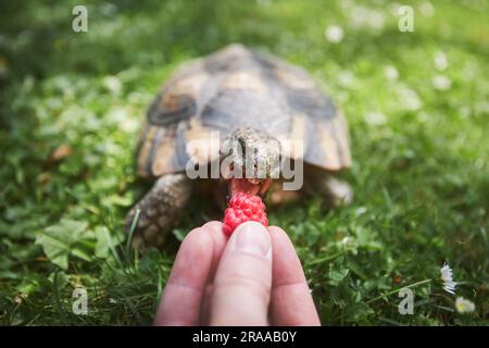 Haustierbesitzer gibt seiner Schildkröte reife Himbeeren zum Essen im Gras im Garten. Sommerzeit und häusliches Leben mit exotischen Haustieren. Stockfoto