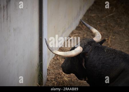 Pamplona, Spanien. 02. Juli 2023. Ein Stier von der Cebada Gago Ranch ruht in der Corrales del Gas. Das „Encierro“ ist ein 875 Meter langes Rennen vor sechs wilden Bullen und sechs Haltern, die die Herde den Weg zur Stierkampfarena hinunter führen. Es wird jeden Tag während des San Fermin Festivals in Pamplona gefeiert. Kredit: SOPA Images Limited/Alamy Live News Stockfoto