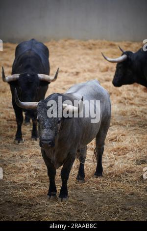 Pamplona, Spanien. 02. Juli 2023. Stiere von der Jose Escolar Gil Ranch ruhen in der Corrales del Gas. Das „Encierro“ ist ein 875 Meter langes Rennen vor sechs wilden Bullen und sechs Haltern, die die Herde den Weg zur Stierkampfarena hinunter führen. Es wird jeden Tag während des San Fermin Festivals in Pamplona gefeiert. Kredit: SOPA Images Limited/Alamy Live News Stockfoto