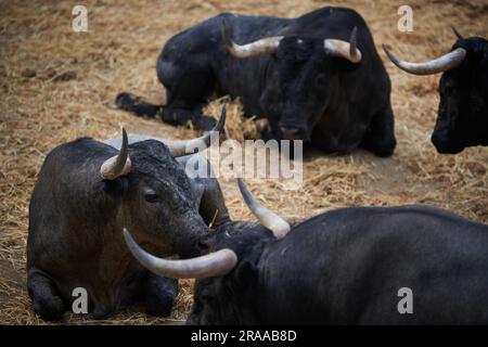 Pamplona, Spanien. 02. Juli 2023. Stiere von der Jose Escolar Gil Ranch ruhen in der Corrales del Gas. Das „Encierro“ ist ein 875 Meter langes Rennen vor sechs wilden Bullen und sechs Haltern, die die Herde den Weg zur Stierkampfarena hinunter führen. Es wird jeden Tag während des San Fermin Festivals in Pamplona gefeiert. Kredit: SOPA Images Limited/Alamy Live News Stockfoto