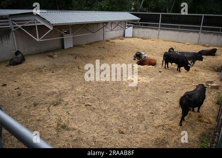 Pamplona, Spanien. 02. Juli 2023. Stiere von der Cebada Gago Ranch ruhen in der Corrales del Gas. Das „Encierro“ ist ein 875 Meter langes Rennen vor sechs wilden Bullen und sechs Haltern, die die Herde den Weg zur Stierkampfarena hinunter führen. Es wird jeden Tag während des San Fermin Festivals in Pamplona gefeiert. Kredit: SOPA Images Limited/Alamy Live News Stockfoto