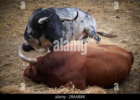 Pamplona, Spanien. 02. Juli 2023. Zwei Stiere von der Cebada Gago Ranch ruhen in der Corrales del Gas. Das „Encierro“ ist ein 875 Meter langes Rennen vor sechs wilden Bullen und sechs Haltern, die die Herde den Weg zur Stierkampfarena hinunter führen. Es wird jeden Tag während des San Fermin Festivals in Pamplona gefeiert. Kredit: SOPA Images Limited/Alamy Live News Stockfoto
