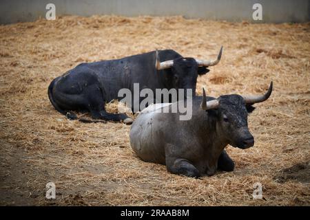 Pamplona, Spanien. 02. Juli 2023. Stiere von der Jose Escolar Gil Ranch ruhen in der Corrales del Gas. Das „Encierro“ ist ein 875 Meter langes Rennen vor sechs wilden Bullen und sechs Haltern, die die Herde den Weg zur Stierkampfarena hinunter führen. Es wird jeden Tag während des San Fermin Festivals in Pamplona gefeiert. Kredit: SOPA Images Limited/Alamy Live News Stockfoto