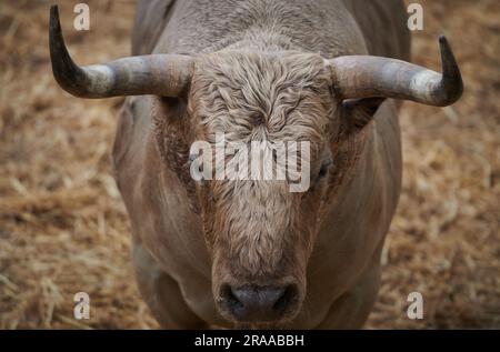 Pamplona, Spanien. 02. Juli 2023. Ein Stier von der Fuente Ymbro Ranch ruht in der Corrales del Gas. Das „Encierro“ ist ein 875 Meter langes Rennen vor sechs wilden Bullen und sechs Haltern, die die Herde den Weg zur Stierkampfarena hinunter führen. Es wird jeden Tag während des San Fermin Festivals in Pamplona gefeiert. Kredit: SOPA Images Limited/Alamy Live News Stockfoto