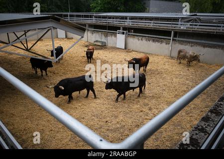 Pamplona, Spanien. 02. Juli 2023. Stiere von der Fuente Ymbro Ranch Rest in Corrales del Gas. Das „Encierro“ ist ein 875 Meter langes Rennen vor sechs wilden Bullen und sechs Haltern, die die Herde den Weg zur Stierkampfarena hinunter führen. Es wird jeden Tag während des San Fermin Festivals in Pamplona gefeiert. Kredit: SOPA Images Limited/Alamy Live News Stockfoto