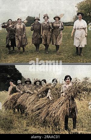 Frauen, die 1916 die Ernte auf Lord Rayleighs Farm in Terling einbrachten. Datum: 1916 Stockfoto