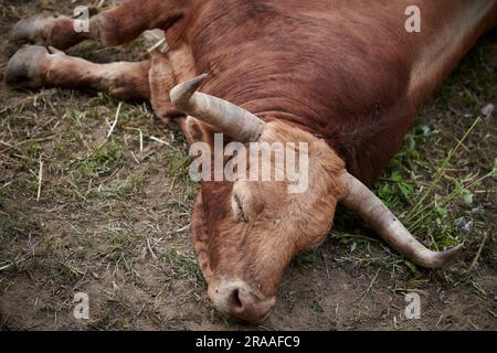 Pamplona, Spanien. 02. Juli 2023. Ein Stier von der La Palmosilla Ranch ruht in der Corrales del Gas. Das „Encierro“ ist ein 875 Meter langes Rennen vor sechs wilden Bullen und sechs Haltern, die die Herde den Weg zur Stierkampfarena hinunter führen. Es wird jeden Tag während des San Fermin Festivals in Pamplona gefeiert. (Foto: Sergio Martín/SOPA Images/Sipa USA) Guthaben: SIPA USA/Alamy Live News Stockfoto