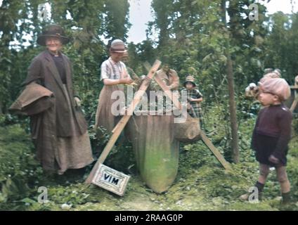 Hopp-Pflücken in Kent. Datum: Ca. 1910 Stockfoto