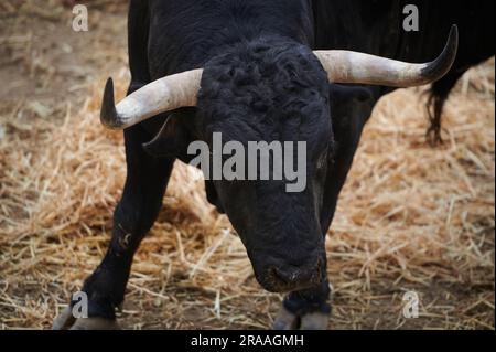 Pamplona, Spanien. 02. Juli 2023. Ein Stier von der Cebada Gago Ranch verbeugt sich in der Corrales del Gas. Das „Encierro“ ist ein 875 Meter langes Rennen vor sechs wilden Bullen und sechs Haltern, die die Herde den Weg zur Stierkampfarena hinunter führen. Es wird jeden Tag während des San Fermin Festivals in Pamplona gefeiert. (Foto: Sergio Martín/SOPA Images/Sipa USA) Guthaben: SIPA USA/Alamy Live News Stockfoto