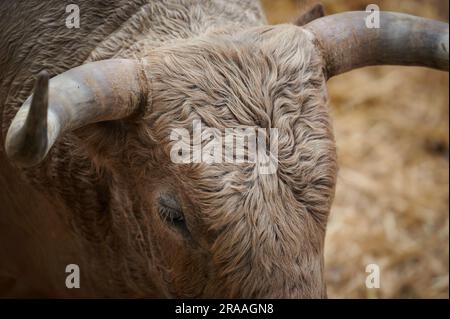 Pamplona, Spanien. 02. Juli 2023. Ein Stier von der Fuente Ymbro Ranch ruht in der Corrales del Gas. Das „Encierro“ ist ein 875 Meter langes Rennen vor sechs wilden Bullen und sechs Haltern, die die Herde den Weg zur Stierkampfarena hinunter führen. Es wird jeden Tag während des San Fermin Festivals in Pamplona gefeiert. (Foto: Sergio Martín/SOPA Images/Sipa USA) Guthaben: SIPA USA/Alamy Live News Stockfoto