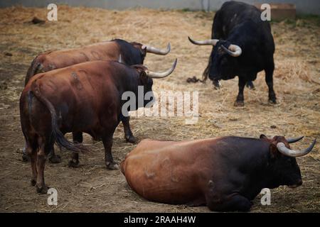 Pamplona, Spanien. 02. Juli 2023. Eine Gruppe Stiere von der La Palmosilla Ranch Rest in Corrales del Gas. Das „Encierro“ ist ein 875 Meter langes Rennen vor sechs wilden Bullen und sechs Haltern, die die Herde den Weg zur Stierkampfarena hinunter führen. Es wird jeden Tag während des San Fermin Festivals in Pamplona gefeiert. (Foto: Sergio Martín/SOPA Images/Sipa USA) Guthaben: SIPA USA/Alamy Live News Stockfoto