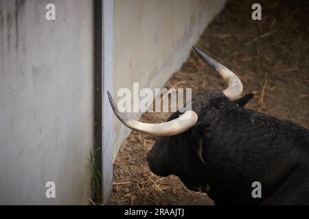 Pamplona, Spanien. 02. Juli 2023. Ein Stier von der Cebada Gago Ranch ruht in der Corrales del Gas. Das „Encierro“ ist ein 875 Meter langes Rennen vor sechs wilden Bullen und sechs Haltern, die die Herde den Weg zur Stierkampfarena hinunter führen. Es wird jeden Tag während des San Fermin Festivals in Pamplona gefeiert. (Foto: Sergio Martín/SOPA Images/Sipa USA) Guthaben: SIPA USA/Alamy Live News Stockfoto