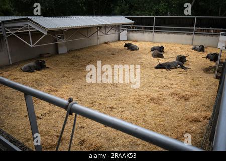 Pamplona, Spanien. 02. Juli 2023. Stiere von der Jose Escolar Gil Ranch ruhen in der Corrales del Gas. Das „Encierro“ ist ein 875 Meter langes Rennen vor sechs wilden Bullen und sechs Haltern, die die Herde den Weg zur Stierkampfarena hinunter führen. Es wird jeden Tag während des San Fermin Festivals in Pamplona gefeiert. (Foto: Sergio Martín/SOPA Images/Sipa USA) Guthaben: SIPA USA/Alamy Live News Stockfoto