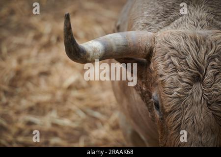 Pamplona, Spanien. 02. Juli 2023. Ein Stier von der Fuente Ymbro Ranch ruht in der Corrales del Gas. Das „Encierro“ ist ein 875 Meter langes Rennen vor sechs wilden Bullen und sechs Haltern, die die Herde den Weg zur Stierkampfarena hinunter führen. Es wird jeden Tag während des San Fermin Festivals in Pamplona gefeiert. (Foto: Sergio Martín/SOPA Images/Sipa USA) Guthaben: SIPA USA/Alamy Live News Stockfoto