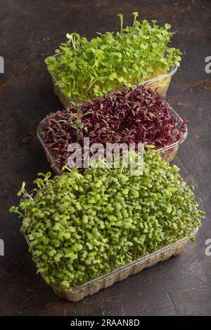 Set mit Kisten mit mikrogrünen Amaranthen-, Rucola- und Senfsprossen auf schwarzem Betonhintergrund. Seitenansicht, Nahaufnahme. Stockfoto