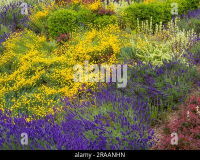 Blumenbetten, Historic Caversham Court, Reading Council Gardens, Caversham, Reading, Berkshire, England, Großbritannien, GB. Stockfoto