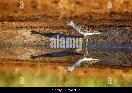 Wood Sandpiper Spaziergang entlang des Wasserlochs im Kruger-Nationalpark, Südafrika; Specie-Familie Tringa glareola von Scolopacidae Stockfoto