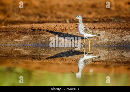 Wood Sandpiper Spaziergang entlang des Wasserlochs im Kruger-Nationalpark, Südafrika; Specie-Familie Tringa glareola von Scolopacidae Stockfoto