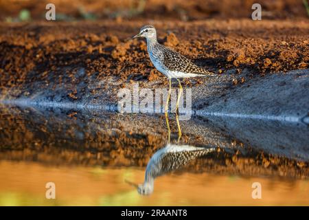 Wood Sandpiper Spaziergang entlang des Wasserlochs im Kruger-Nationalpark, Südafrika; Specie-Familie Tringa glareola von Scolopacidae Stockfoto