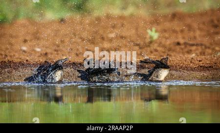 Drei Red Billled Oxpecker-Jungbäder in einem Wasserloch im Kruger-Nationalpark, Südafrika; Specie Buphagus erythrorhynchus-Familie der Buphagidae Stockfoto