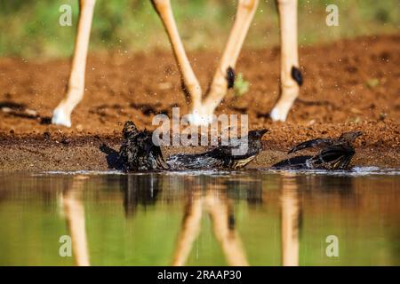 Drei Red Billled Oxpecker-Jungbäder in einem Wasserloch im Kruger-Nationalpark, Südafrika; Specie Buphagus erythrorhynchus-Familie der Buphagidae Stockfoto