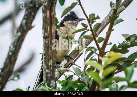 Kuckuckucku in einem Busch im Kruger-Nationalpark, Südafrika ; Specie Clamator jacobinus Familie der Cuculidae Stockfoto