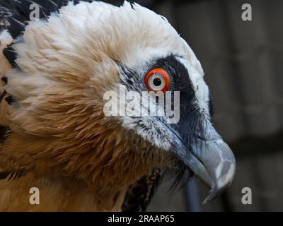 Bärtige Geier - Gypaetus barbatus - ein großer Vogel mit einem gebogenen Schnabel steht auf einem Felsen. Stockfoto