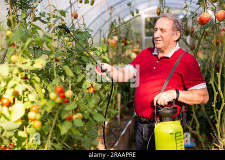 Reifer Mann mit Insektizid auf Gemüse im Hinterhof-Gewächshaus Stockfoto