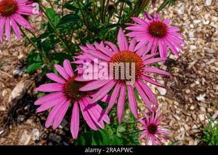 Lila Coneflowers echinacea purpurea Nahaufnahme Blick nach unten auf den Gipfel der lebendigen Farben der Blumen umgeben von Laub an einem sonnigen Tag i Stockfoto