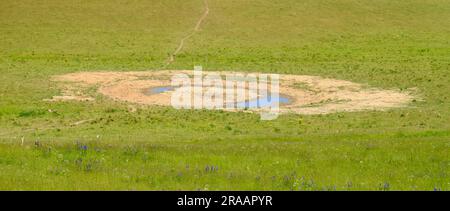 Trockener Sommer, wenig Regen. Kühe haben die Wiese um das Wasser herum an einem nassen Ort gegrast. Stockfoto