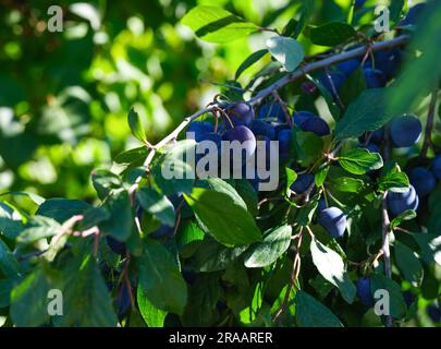 Biologisch erzeugte Schwarzdornfrüchte (Prunus spinosa), die auf Baumstämmen in einem Obstgarten wachsen. Stockfoto