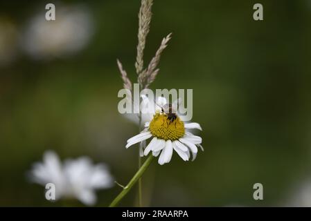 Hoverfly auf einer Oxeye Daisy, blickt in die Kamera, vor einem grünen Hintergrund, aufgenommen in Mid-Wales, Großbritannien im Sommer Stockfoto