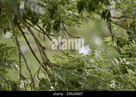 Junger europäischer Goldfink (Carduelis carduelis) hoch oben zwischen Bäumen im Right-Profile, im Sommer in Mid-Wales (Großbritannien) aufgenommen Stockfoto