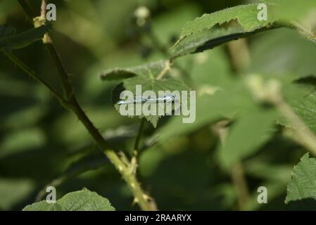 Männliche Azure Damselfly (Caenagrion puella) auf einem sonnenbeleuchteten grünen Blatt, Mitte des Bilds, vor einem grünen Hintergrund, aufgenommen in Mid-Wales, Großbritannien im Juni Stockfoto