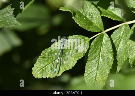 Makrobild einer männlichen Azure Damselfly (Caenagrion Puella), die vertikal auf einem sonnenbeleuchteten Green Leaf sitzt, aufgenommen in Mid-Wales, Großbritannien im Juni Stockfoto